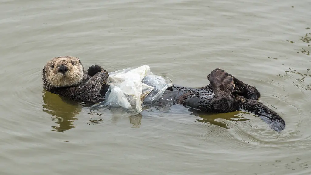 Wie viel geschlucktes Plastik lässt Tiere verenden_